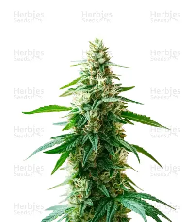 Charlottes Web Seeds — product photo