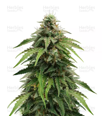 Cheese Autoflowering CBD Seeds — product photo