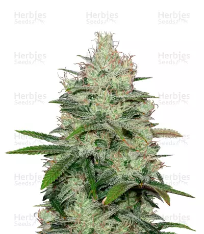 Cheese CBD Seeds — product photo