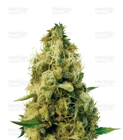 Cheesy Mist Tree Seeds — product photo