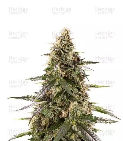Chem-Bomb Auto Seeds — product photo