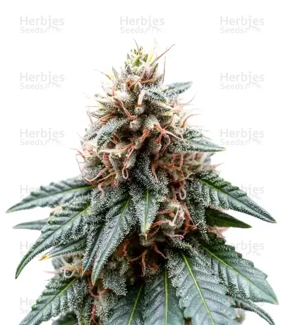 Chemdog Gorilla (Expert Seeds) Seeds — product photo