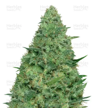Chemdog Millionaire Seeds — product photo