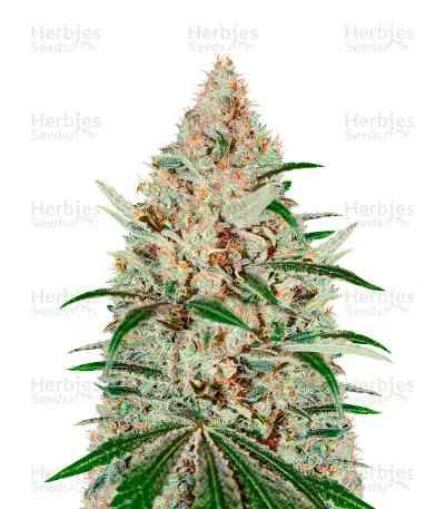 Chemdog Seeds — product photo