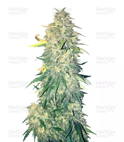Chemdogging Auto Seeds — product photo