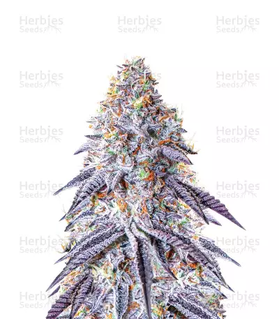 Chempie Seeds — product photo