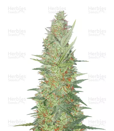 Cherry Bomb Auto Seeds — product photo