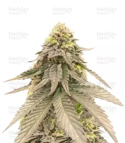 Cherry Gar-see-yaa Seeds (Ethos Genetics) — product photo
