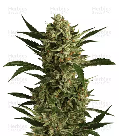 Cherry Grapefruit Seeds — product photo