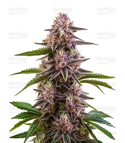 Cherry Pie Auto Seeds — product photo