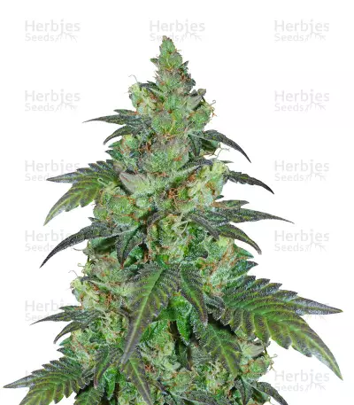 Chiesel Seeds — product photo