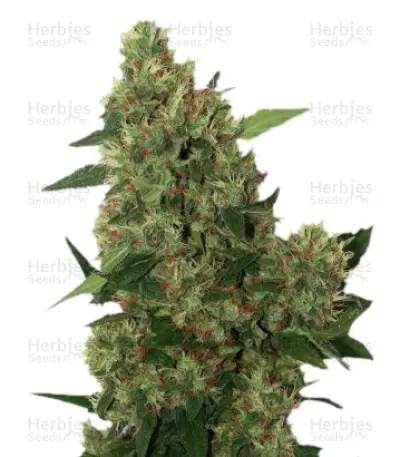 Chill-OM Seeds — product photo