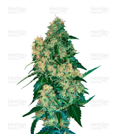 Chingis Khan Seeds — product photo