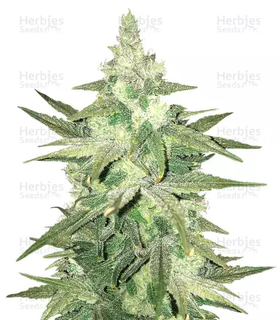 Chizpa By Zatu Seeds — product photo