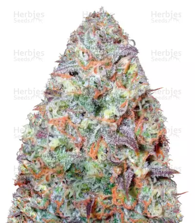 Chocodope Seeds — product photo