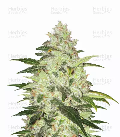 Chocolate Chunk Seeds — product photo