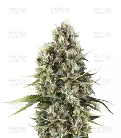 Chocolate Haze Seeds — product photo