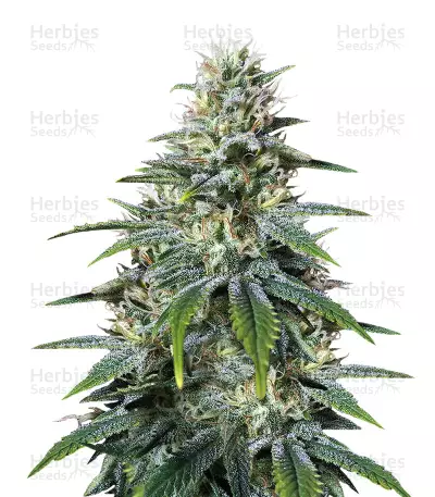 Chocolate Heaven Seeds — product photo
