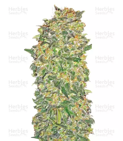 Chocolate Kush Seeds — product photo