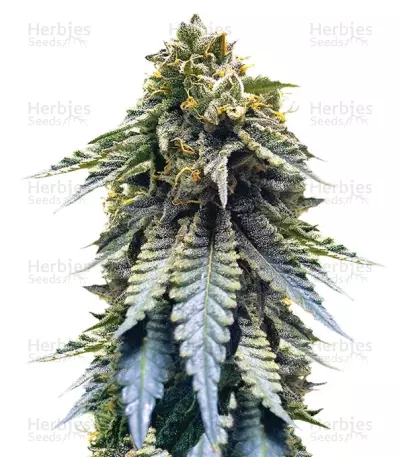 Chocolate Mint OG Seeds — product photo