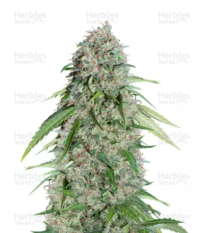 Chocolate Skunk CBD Seeds — product photo