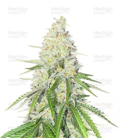 Chocolate Thai Autoflower (Herbies Seeds) — product photo
