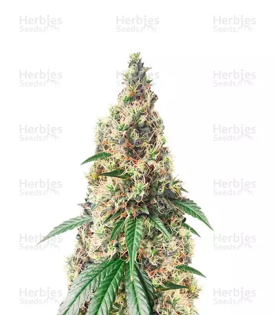 Chocolate Thai (Herbies Seeds) — product photo