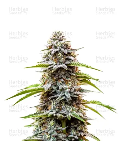 Chocolate Thai Seeds — product photo