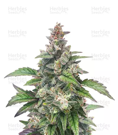 Chocolopez Seeds — product photo