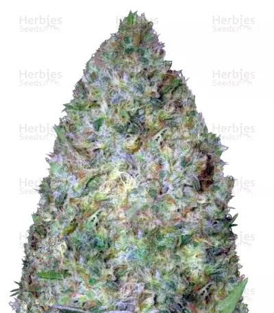 Chronic Monster XXL Seeds — product photo