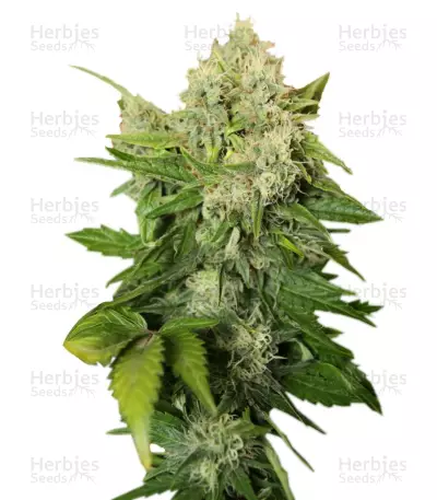 Chronic Seeds — product photo
