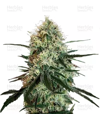 Chronic Thunder Seeds — product photo
