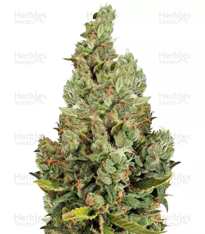 Chunky Cheeze (Chunky Skunk) Seeds — product photo