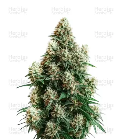 Cinderella 99 Auto Seeds — product photo