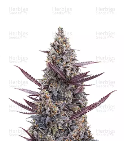 Cinderella Pineapple Seeds (Brothers Grimm Seeds) — product photo
