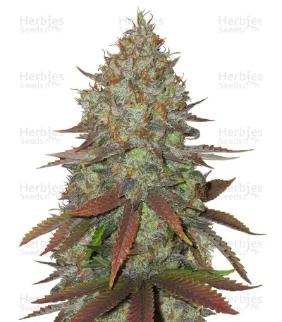 Cinnamon Buddha OG Seeds — product photo