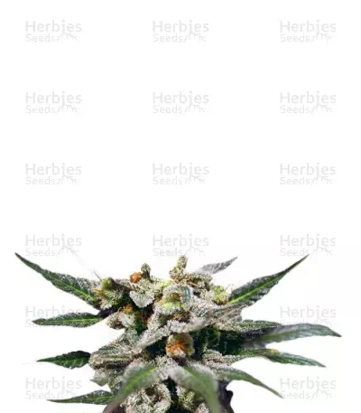 Citrus Seeds — product photo