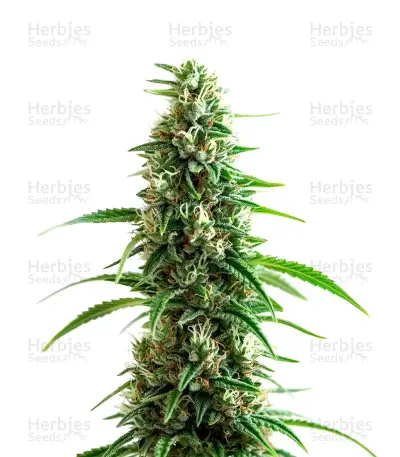 Clementine Seeds — product photo