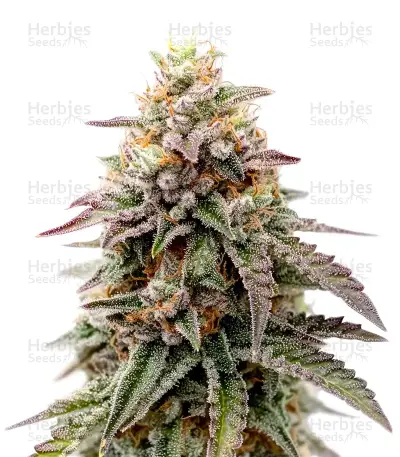 Cloud Walker Seeds — product photo