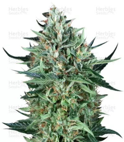 Cold Greek Kush Seeds — product photo