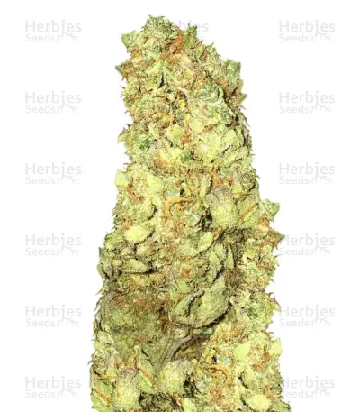 Cold Thunder Seeds — product photo