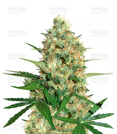 Cole Train Seeds — product photo