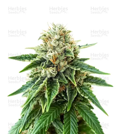 Colombian Gold Auto Seeds — product photo