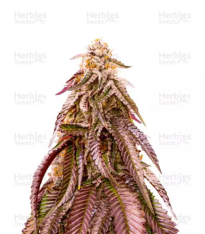 Dozywelly OG Seeds (AlphaFem Seeds) — product photo