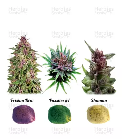 Colour Mix 1 Seeds — product photo