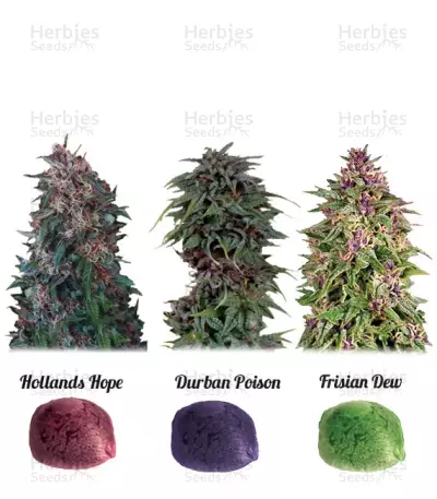 Colour Mix 2 Seeds — product photo