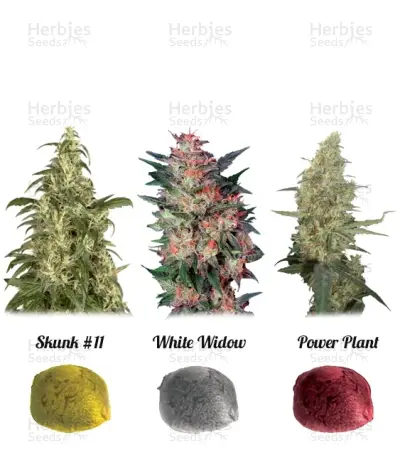 Colour Mix 3 Seeds — product photo