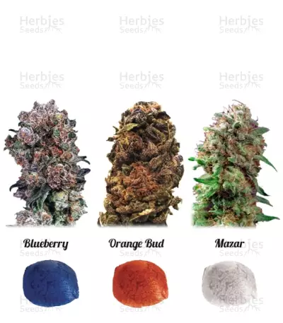 Colour Mix 4 Seeds — product photo