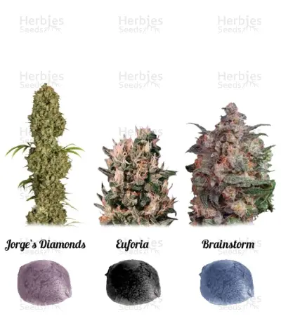 Colour Mix 5 Seeds — product photo