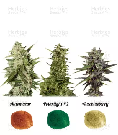 Colour mix 6 (AutoFem) Seeds — product photo